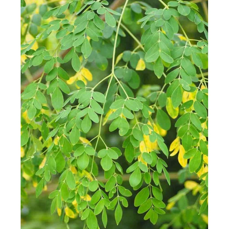 Jardin Tropic - Moringa oleiferaarbre de vie 7 l 120-140 cm