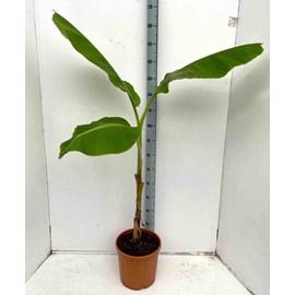 Musa dajiaobanane comestible 14 l 120-140 cm