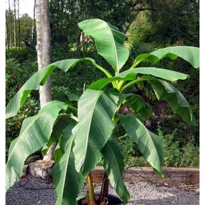 Musa dajiaobanane comestible 14 l 120-140 cm