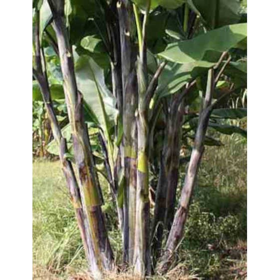 Musa nagensium 15 l 160-180 cm