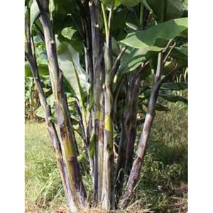 Musa nagensium 6 l 100-120 cm