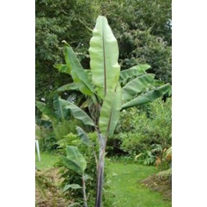 Musa nagensium 6 l 100-120 cm