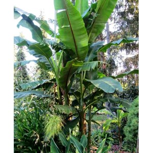 Musa nagensium 6 l 100-120 cm