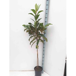 Néflier du japon 30 l -160-180 cm