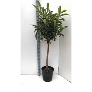 Néflier du japon 30 l -160-180 cm