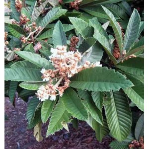 Néflier du japon 30 l -160-180 cm