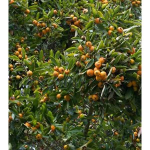 Néflier du japon 30 l -160-180 cm