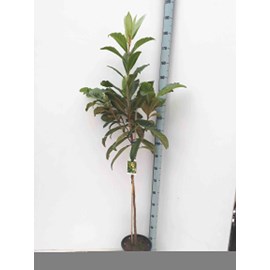 Néflier du japon 7 l 100-120 cm