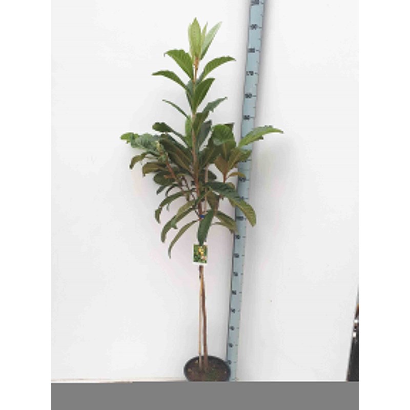 Jardin Tropic - Néflier du japon 7 l 100-120 cm