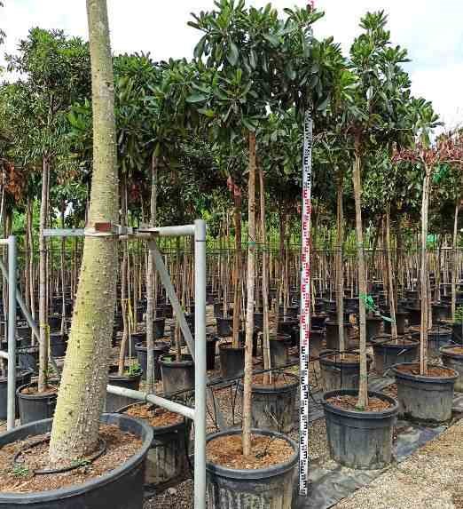 Jardin Tropic - Néflier du japon 'coppertone' 90 l-150-175 cm