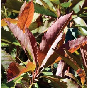 Néflier du japon 'coppertone' 90 l-150-175 cm