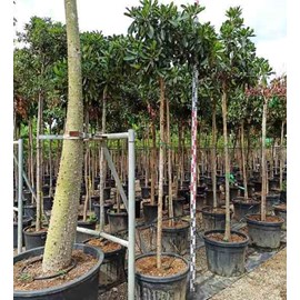 Néflier du japon 'coppertone' 90 l-175-200 cm