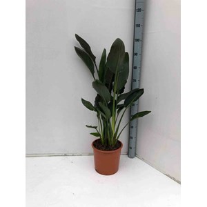 Oiseaux du paradis 3 l 60-80 cm