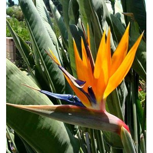 Oiseaux du paradis 3 l 60-80 cm