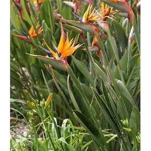 Oiseaux du paradis 3 l 60-80 cm