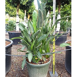 Oiseaux du paradis 3 l 60-80 cm