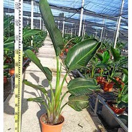 Oiseaux du paradis géant 16 l 125-150 cm