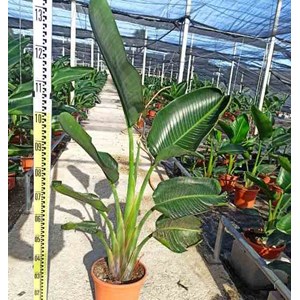 Oiseaux du paradis géant 16 l 125-150 cm