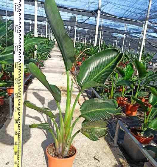 Oiseaux du paradis géant 16 l 125-150 cm