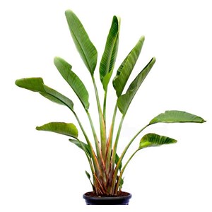 Oiseaux du paradis géant 16 l 125-150 cm