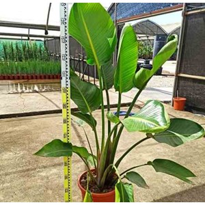 Oiseaux du paradis géant 16 l 125-150 cm