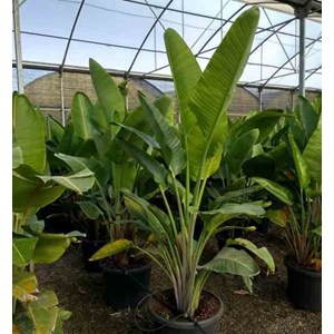 Oiseaux du paradis géant 16 l 125-150 cm