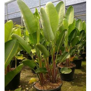 Oiseaux du paradis géant 16 l 125-150 cm