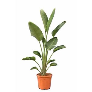 Oiseaux du paradis géant 2 l 30-40 cm