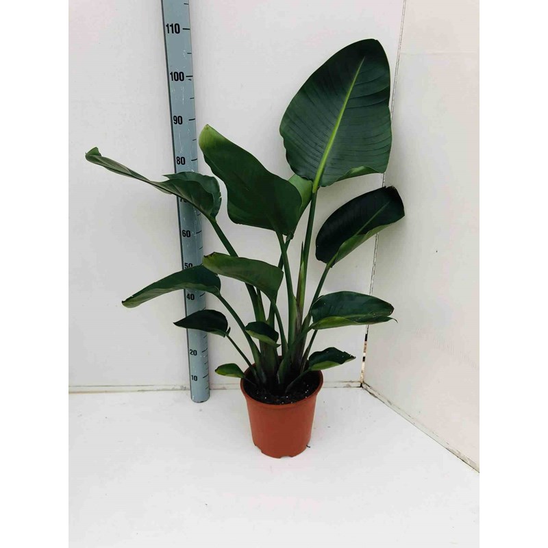 Jardin Tropic - Oiseaux du paradis géant 2 6 l 100-120 cm