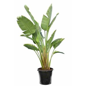 Oiseaux du paradis géant 2 130 l 200-250 cm