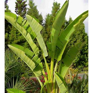 Oiseaux du paradis géant 2 45 l 175-200 cm