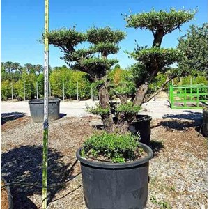 Olivier multi-plateaux 110 l 200-250 cm