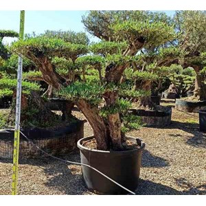 Olivier multi-plateaux 110 l 200-250 cm