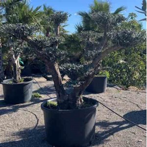 Olivier multi-plateaux 110 l 200-250 cm