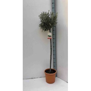 Olivier 15 l 160-180 cm