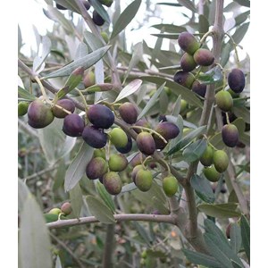 Olivier 15 l 160-180 cm