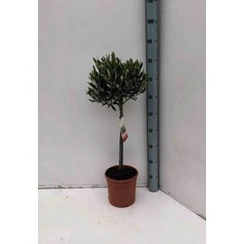 Olivier 20 l-tronc 40-50 cm- total 2 m