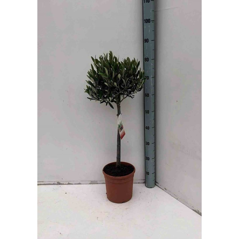 Jardin Tropic - Olivier 20 l-tronc 40-50 cm- total 2 m