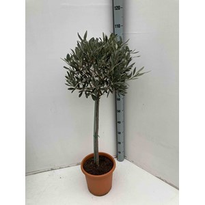 Olivier 9 l 130-150 cm