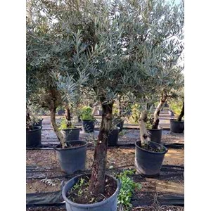 Olivier -périmètre tronc 20-30 cm 150-200 cm