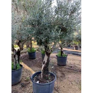 Olivier -périmètre tronc 30-40 cm 170-220 cm