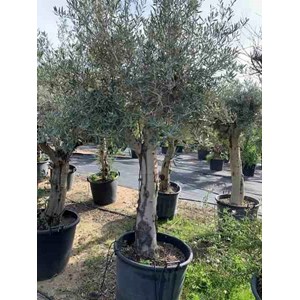 Olivier -périmètre tronc 30-40 cm 170-220 cm