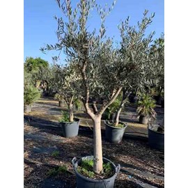 Olivier -périmètre tronc 40-50 cm 170-220 cm