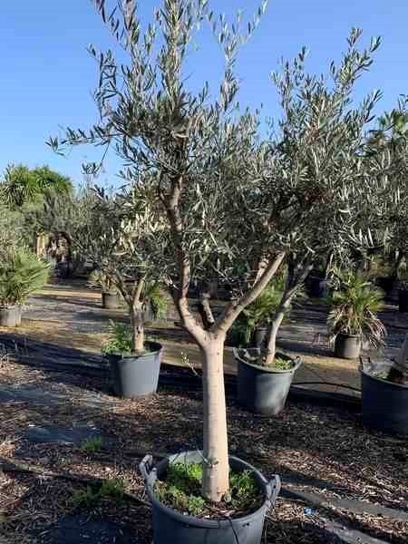 Olivier -périmètre tronc 60-80 cm 170-220 cm