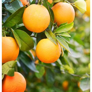 Orange amère-bigaradier 30 l 180-220 cm