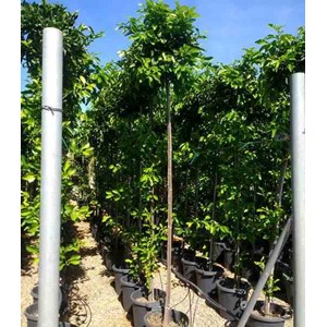 Orange amère-bigaradier 5 l 80-100 cm