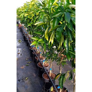 Oranger lanelate 7 l -100-150 cm