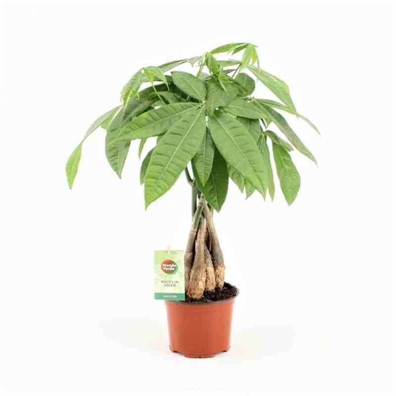 Jardin Tropic - Pachira aquatica 10 l 140-160 cm