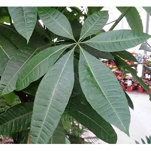 Pachira aquatica 10 l 140-160 cm