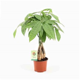 Pachira aquatica 15 l 170-190 cm